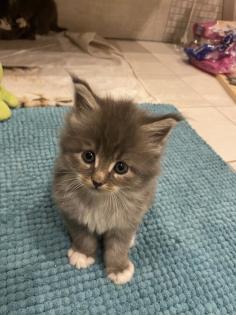 Bezaubernde Maine Coon Kitten