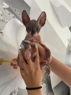 Sphynx babykatzen