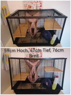 6 Süße Rattenmädels mit Käfigen und Zubehör