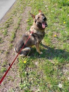 Deutscher Schäferhund in Liebe Hände abzugeben