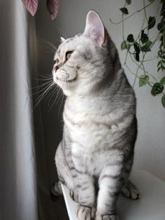 Deckkater BHK