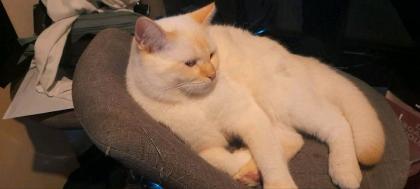 Mix Katzen BKH/ Heilige Birma