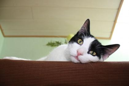 Trixi braucht ein neues Zuhause