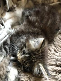 Maine Coon/Sibirische Waldkatzen Babys