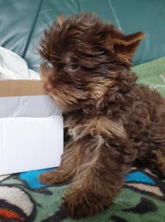Schoko Yorkshire Terrier Rüde und Hündin noch frei mit Stammbaum