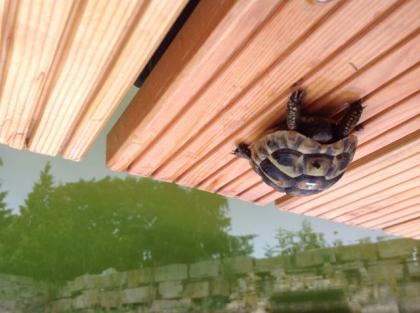 Griechische Landschildkröten zu verkaufen