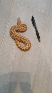 Nachzuchten 2021 Blutpythons
