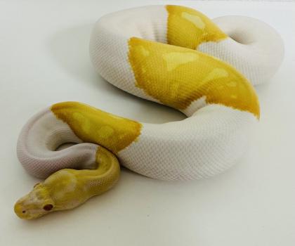 0, 1 Königspython Albino Piebald Albinopied