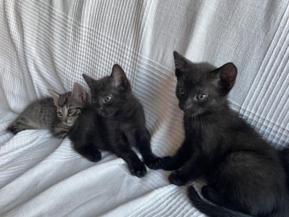 Katzen Babys abzugeben