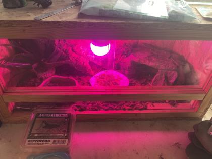 Terrarium mit besatz