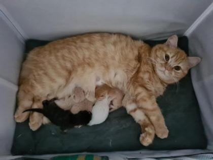 BKH Kitten