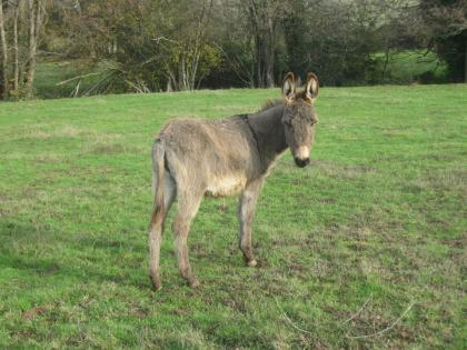Esel Zwergesel und Grossesel