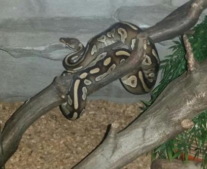 Mojave Yellowbelly von 16 1. 0