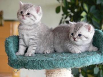 BKH Babys Kitten suchen ein neues