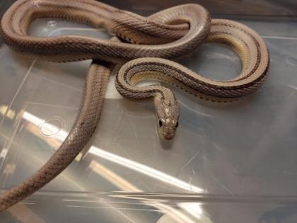 7 Kornnattern Weibchen Pied Sided Bloodred High White, Candycane, Anery Sunkisse