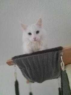 Katze Main coon