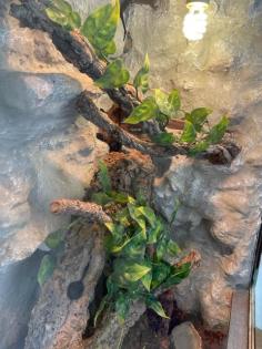 Terrarium 50x50x100 mit Besatz 2x Goldgecko Pärchen, 1x Tokay VB 110. -Euro