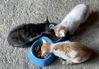 2 süße Katzenbabys abzugeben