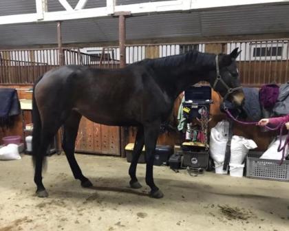 Zweijähriger, roher Trakehner Junghengst