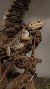 Männliche Bartagame abzugeben