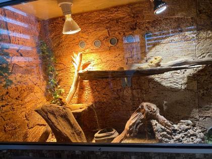 Terrarium mit 3 Bartagamen