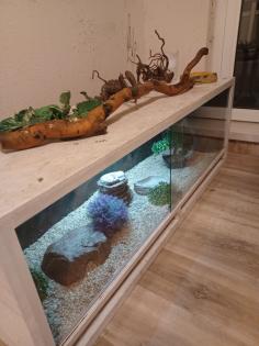 Königspython 1. 0 Butter/Spider mit großem Terrarium samt Ausstattung und zubehör
