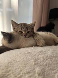 Kitten Abgabebereit