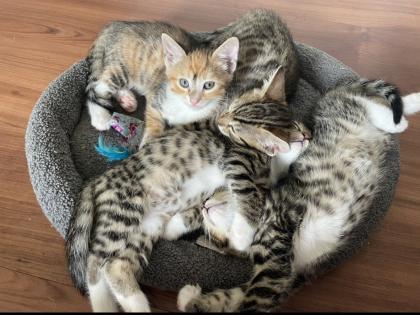 Wunderschöne und verschmuste Bengal-Kitten