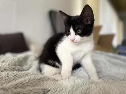 Mischlings Babykatzen suchen dringend ein zuhause