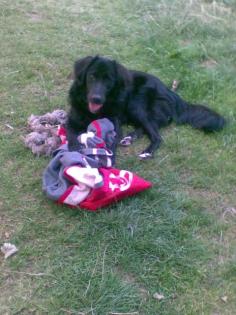 Hund sucht neues Zuhause