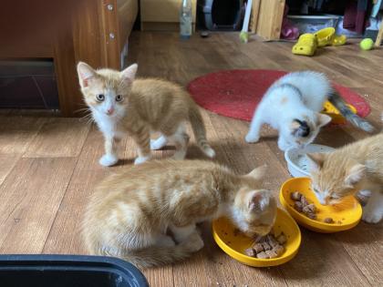Rote Kater Glückskatze - stubenreine, menschenbezogene Katzenbabys