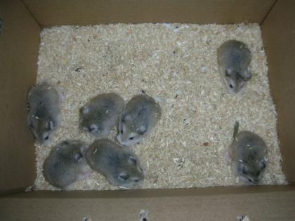 Nur noch 3 Roborowski Zwerghamster Babys