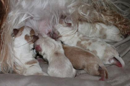 Golddust Yorkshire Terrier