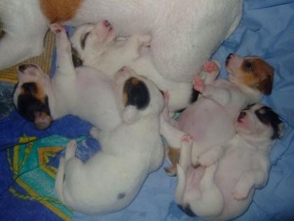 Reinrassige Jack Russell Terrier Welpen