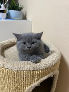 Britisch Kurz Haar BHK Kitten Kater