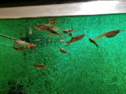 Endler Guppy