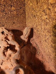 Zwergbartagamen Adult Pogona Henrylawsoni Pärchen mit Terrarium