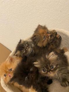 Deckkater Garfield