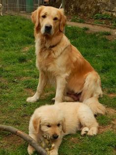 Golden Retriever Rüde mit Papieren