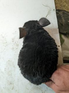 Langschwanz Chinchillas