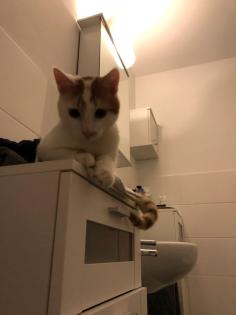 Kater immer noch gesucht - seit 08 2022