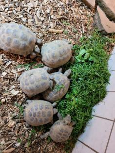 Vierzehenlandschildkröte