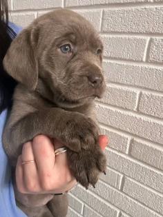 Niedliche Labrador-Welpen suchen ein liebevolles Zuhause