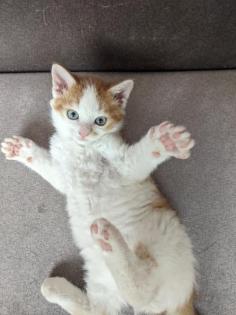 Selkirk Rex Mix Kitten