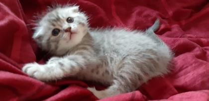 Scottish Fold Mix Babys