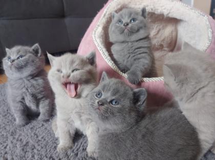 BKH Kitten Kätzchen