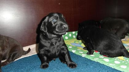 Familienbezogene Flat coated Retriever Welpen in braun und schwarz