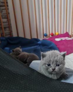 BKH Kitten suchen ein Zuhause
