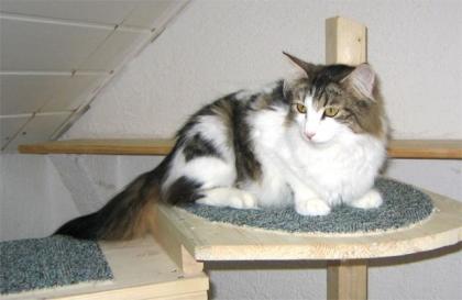 Norwegische Waldkatze kastriert