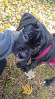 Schweiz-Zürich Sehr schöne Cane Corso Welpen suchen ein Zuhause
